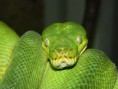 /album/fauna/dsc00352-jpg1/